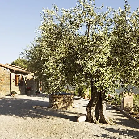 Lavanda Cortona